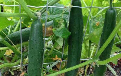 Pepino