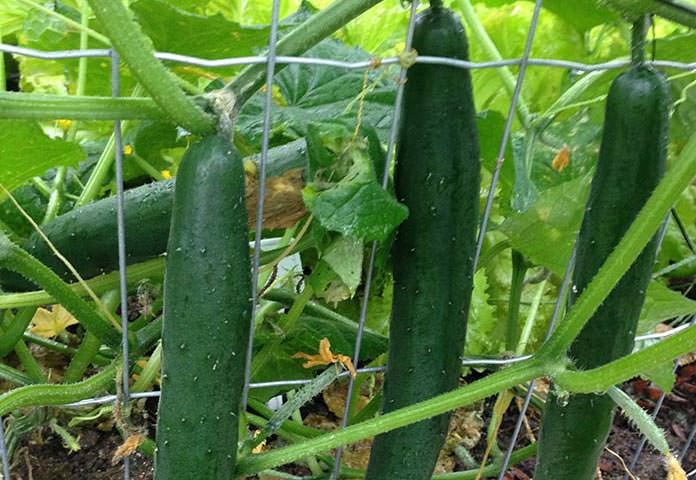 Cucumber